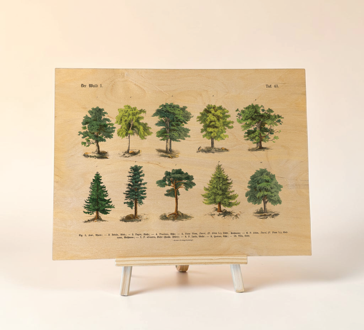 Botanische Wald-Illustration als UV-Direktdruck auf einer 9mm starken Birkenholzplatte. Die natürliche Holzmaserung scheint durch das Vintage-Baummotiv hindurch.