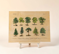 Botanische Wald-Illustration als UV-Direktdruck auf einer 9mm starken Birkenholzplatte. Die natürliche Holzmaserung scheint durch das Vintage-Baummotiv hindurch.
