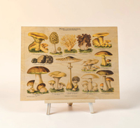 Vintage-Bild auf Birkensperrholz im Format 30x40 cm von genießbaren Pilzen mit gezeichnete Illustration/ Chromolithographie von ca. 1900. Optional mit Aufhängung oder Staffelei.