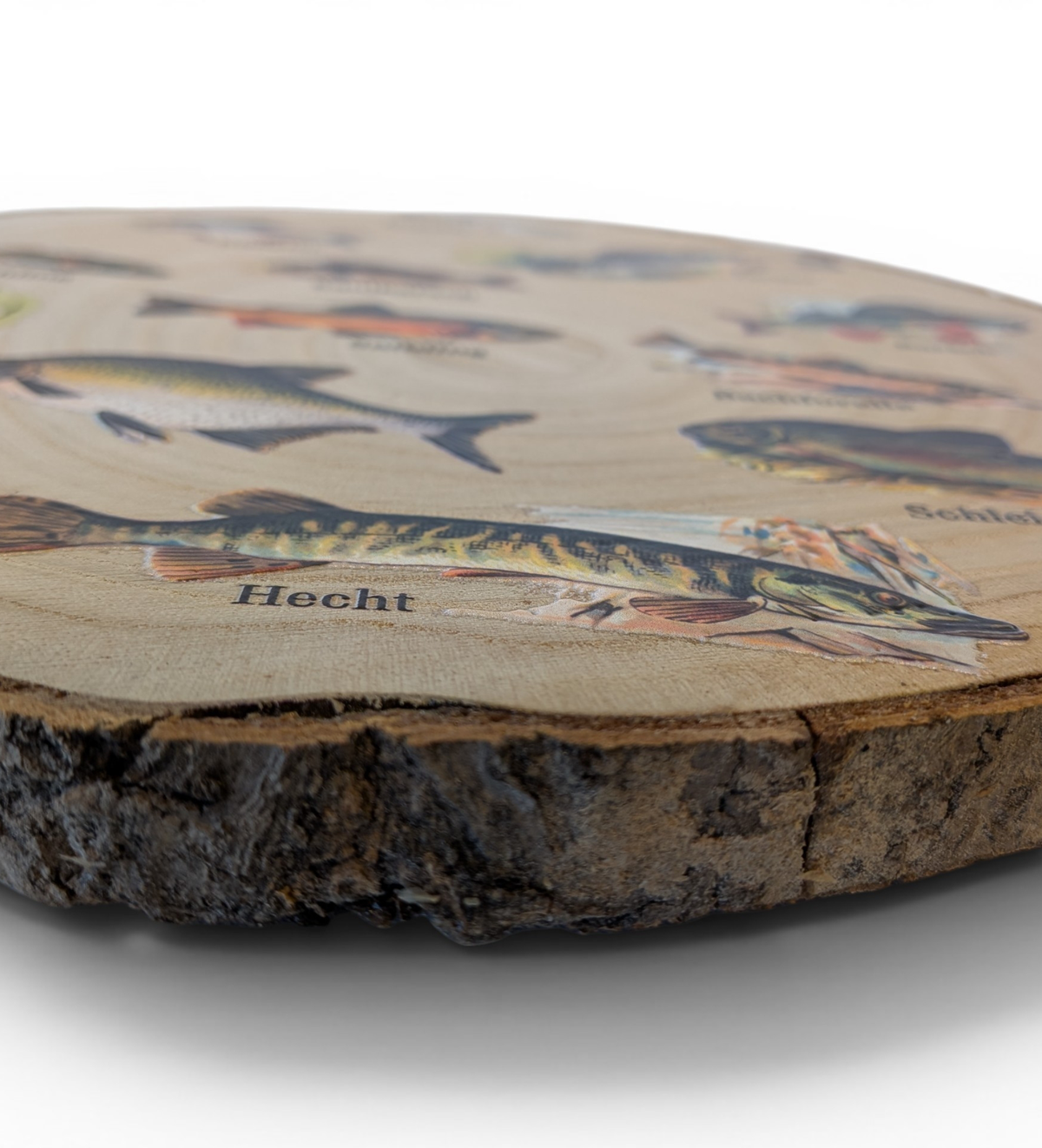 Runde Wanddekoration aus hellem Paulownia-Holz mit echter Rinde. Die Holzscheibe zeigt einen kreisförmigen, farbigen UV-Druck mit 12 detailreichen Vintage-Illustrationen von heimischen Süßwasserfischen wie Hecht und Forelle aus der Zeit um 1900. In der Mitte steht der geschwungene Schriftzug "Unsere Fische". Der Druck besitzt ein fühlbares 0,3 mm Relief.