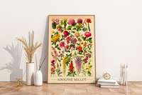 Das botanische Poster zu Blumen ist eine Illustration des französischen Künstlers Adolphe Millot. 