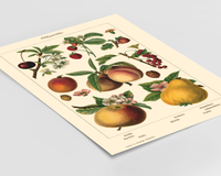 Vintage botanisches Poster mit Illustrationen von Kirsche, Aprikose, Apfel, Pfirsich, Erdbeere, Stachelbeere, Johannisbeere und Quitte im Stil eines historischen Naturkundebuchs von 1900, hochwertiger Kunstdruck auf mattem Papier.