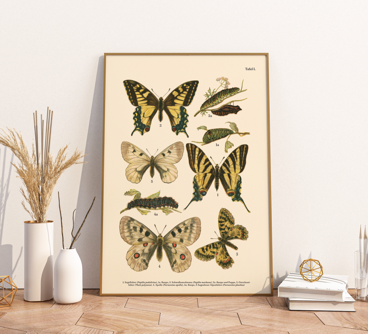 Vintage Schmetterlings-Poster (ca. 1900). Hochwertiger Druck auf 200g/qm Premium-Papier. Erhältlich in DIN A4 oder A3. Detailgetreue botanische Illustration mit Artbezeichnungen für Ihr Zuhause.