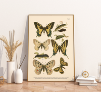 Vintage Schmetterlings-Poster (ca. 1900). Hochwertiger Druck auf 200g/qm Premium-Papier. Erhältlich in DIN A4 oder A3. Detailgetreue botanische Illustration mit Artbezeichnungen für Ihr Zuhause.