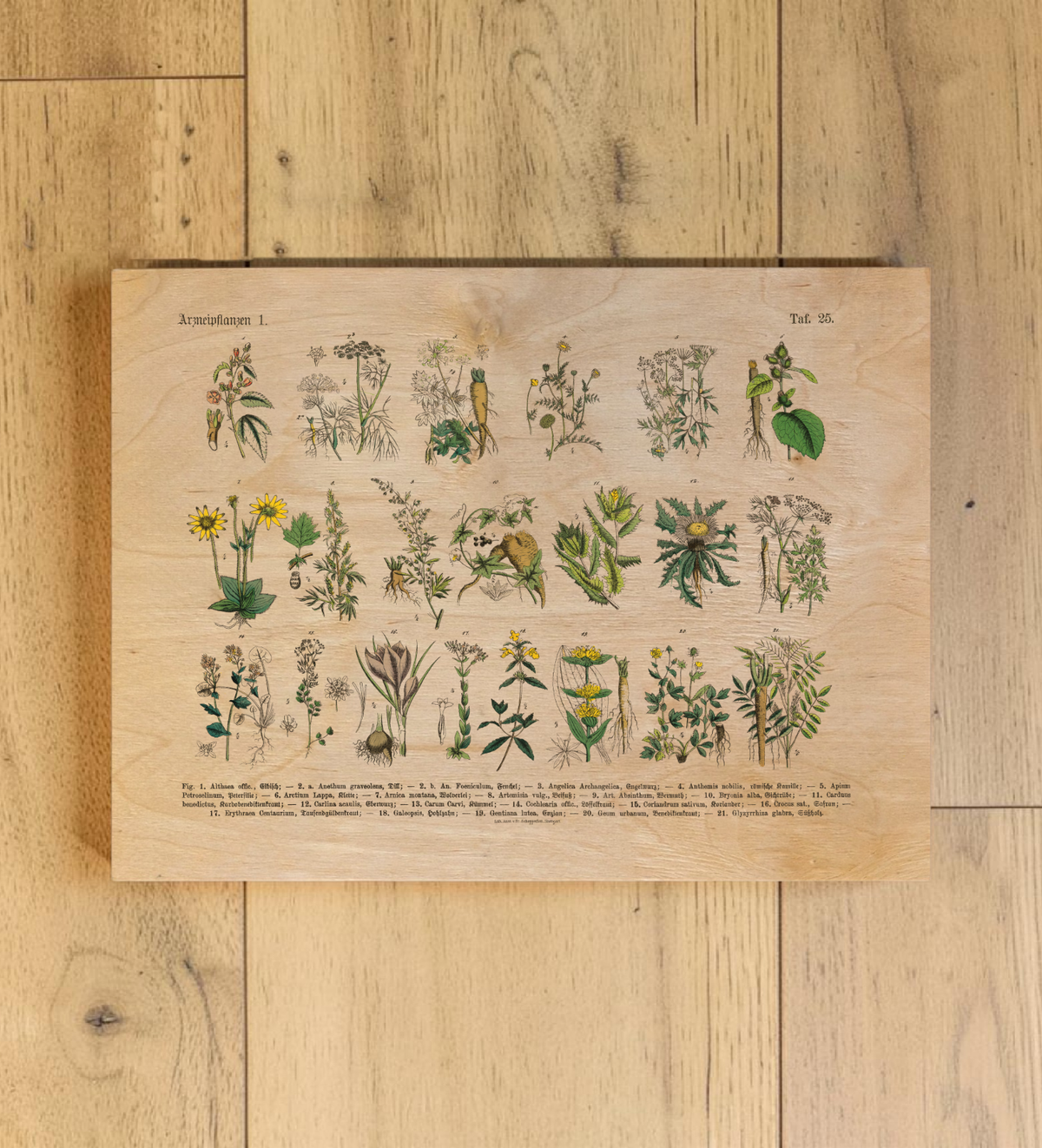 Vintage Holz-Bild mit botanischer Illustration von Kräutern und Arzneipflanzen aus dem 19. Jahrhundert, gedruckt auf 3mm dickem Birkensperrholz inklusive Wandanhänger.