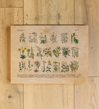 Vintage Holz-Bild mit botanischer Illustration von Kräutern und Arzneipflanzen aus dem 19. Jahrhundert, gedruckt auf 3mm dickem Birkensperrholz inklusive Wandanhänger.