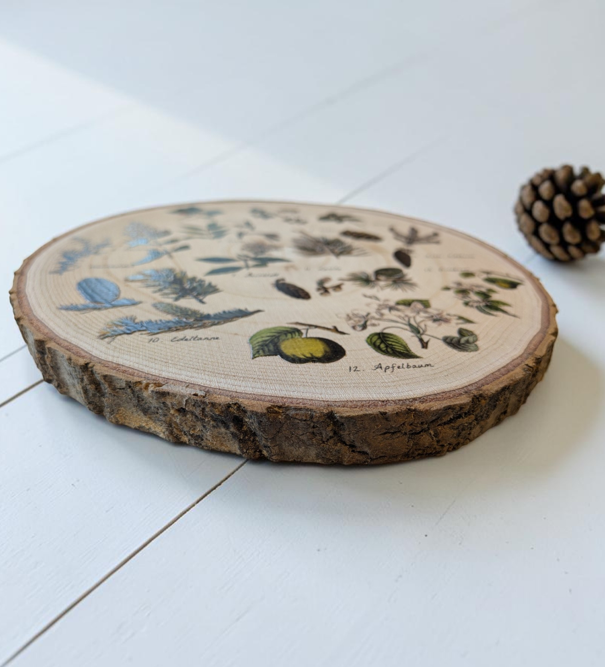 Runde Vintage-Holzscheibe aus Paulownia mit echter Rinde auf weißem Holzboden. Bedruckt mit 13 nummerierten botanischen Illustrationen von Waldpflanzen, Sträuchern und Zapfen wie Walderdbeere, Kiefer und Fichte im naturkundlichen Stil.