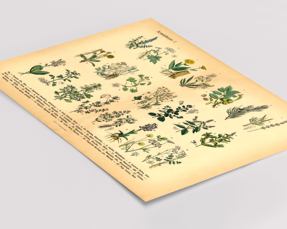 Vintage Poster – Kräuter & Arzneipflanzen. Detaillierte botanische Illustration mit Pflanzennamen – perfekt für Natur- und Vintage-Liebhaber! Ideal für Küche & Wohnraum!