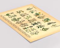 Vintage Poster – Kräuter & Arzneipflanzen. Detaillierte botanische Illustration mit Pflanzennamen – perfekt für Natur- und Vintage-Liebhaber! Ideal für Küche & Wohnraum!
