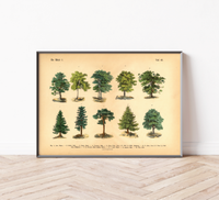 Vintage-Waldposter mit botanischer Baumillustration von 1886 – Fineart-Druck auf 200 g/m² Premium-Papier, ungerahmt, ideal für Wohnzimmer, Arbeitszimmer oder Praxis