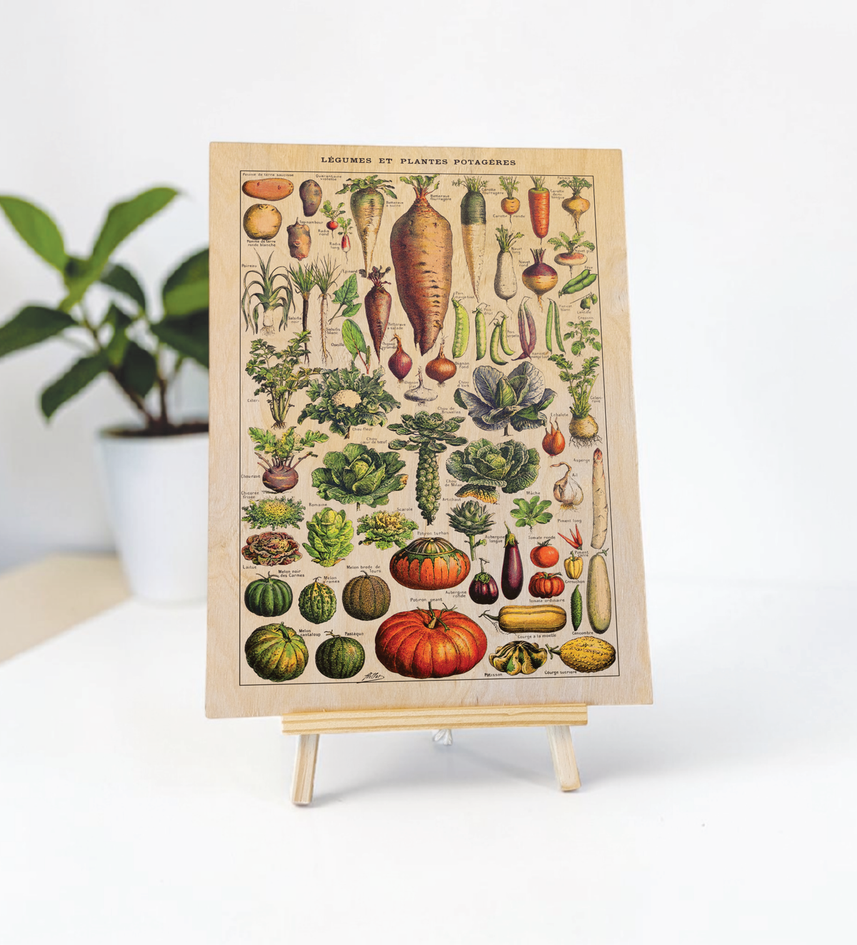 Vintage Küchenbild – Saisonales Gemüse | Botanische Illustration nach Adolphe Millot 30x40 cm auf 9mm Birkensperrholz