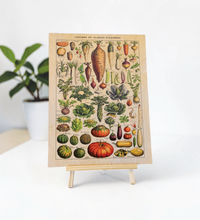 Vintage Küchenbild – Saisonales Gemüse | Botanische Illustration nach Adolphe Millot 30x40 cm auf 9mm Birkensperrholz