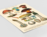 Dieses Vintage-Poster von giftigen Pilzen ist eine gezeichnete von ca. 1900 und zeigt giftige, heimische Pilze.