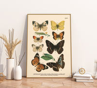 Vintage Schmetterlings-Poster (ca. 1900). Hochwertiger Druck auf 200g/qm Premium-Papier. Erhältlich in DIN A4 oder A3. Detailgetreue botanische Illustration mit Artbezeichnungen für Ihr Zuhause.