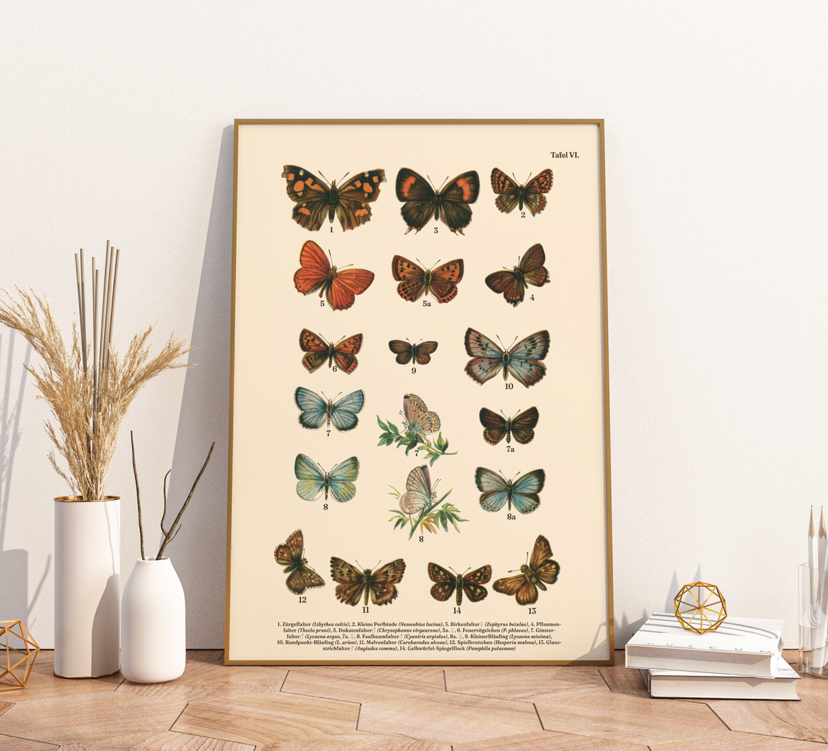 Vintage Schmetterlings-Poster (ca. 1900). Hochwertiger Druck auf 200g/qm Premium-Papier. Erhältlich in DIN A4 oder A3. Detailgetreue botanische Illustration mit Artbezeichnungen für Ihr Zuhause.