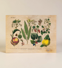 Vintage botanische Illustration „Der Garten“ gedruckt auf einer 9mm dicken Birkensperrholzplatte im Format 30x40 cm, präsentiert auf einer kleinen Holzstaffelei vor weißem Hintergrund.