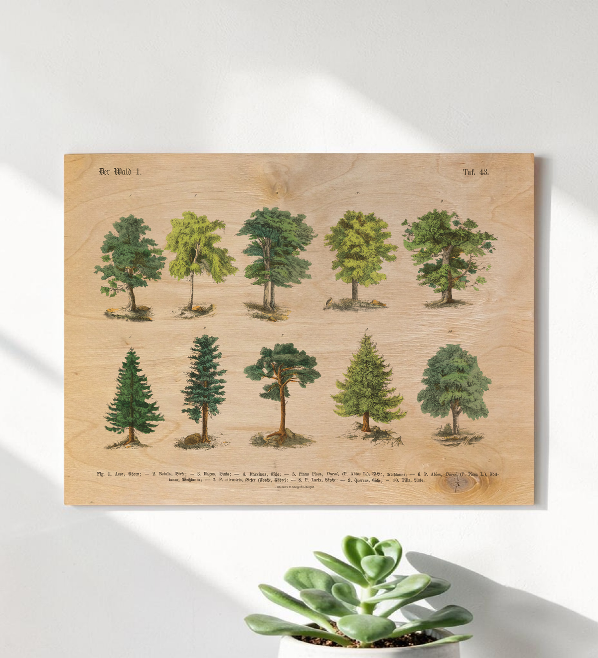 Botanische Wald-Illustration als UV-Direktdruck auf einer 9mm starken Birkenholzplatte. Die natürliche Holzmaserung scheint durch das Vintage-Baummotiv hindurch.