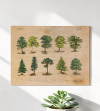 Botanische Wald-Illustration als UV-Direktdruck auf einer 9mm starken Birkenholzplatte. Die natürliche Holzmaserung scheint durch das Vintage-Baummotiv hindurch.