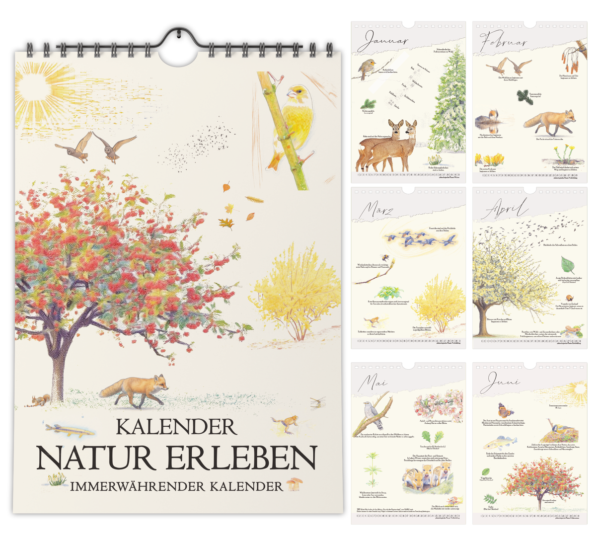 Immerwährender A4 Wandkalender mit naturgetreuen Zeichnungen von Tieren und Pflanzen, schwarzer Spiralbindung und einem Kalendarium, das die phänologischen Jahreszeiten erklärt.