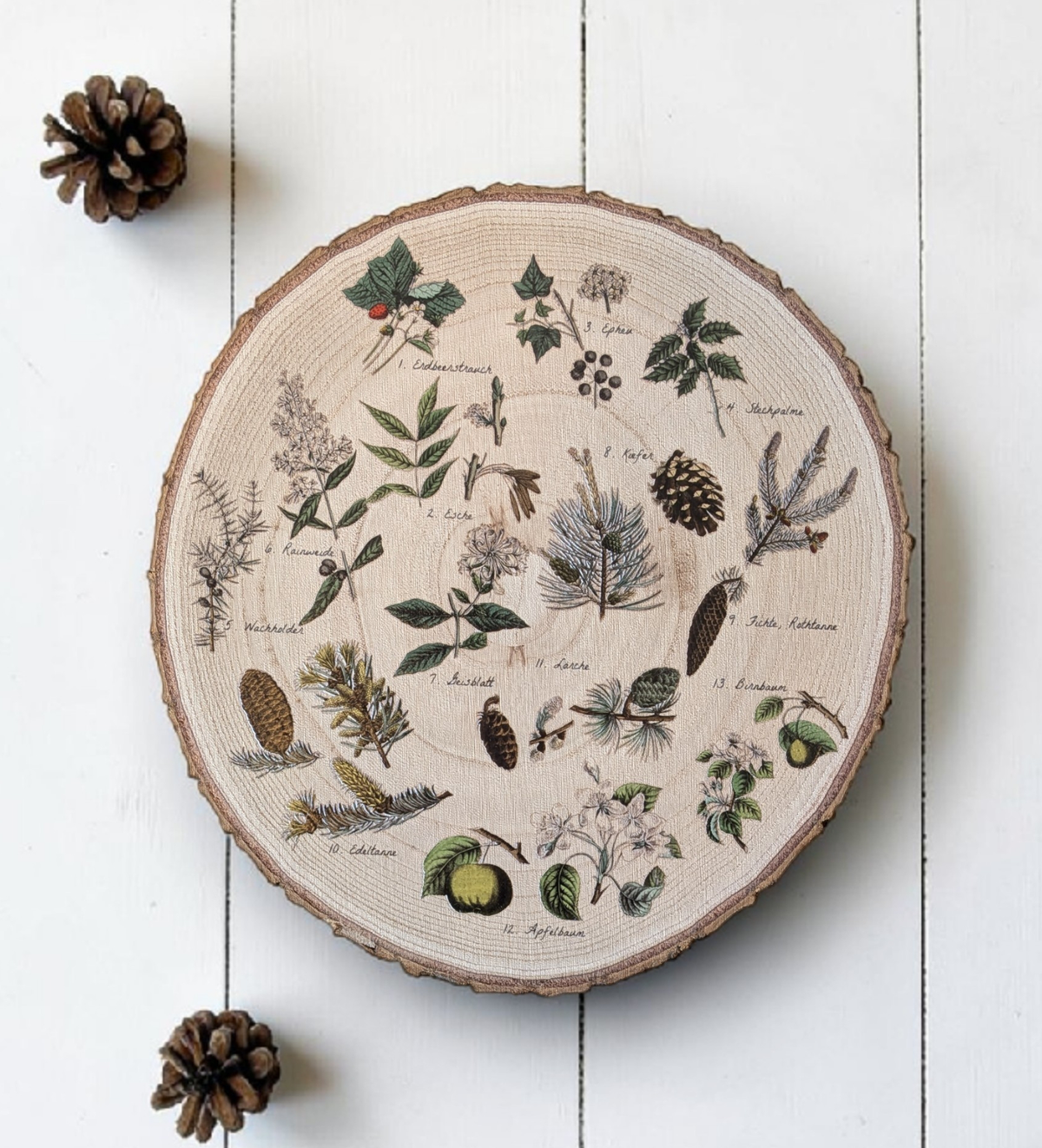 Runde Vintage-Holzscheibe aus Paulownia mit echter Rinde auf weißem Holzboden. Bedruckt mit 13 nummerierten botanischen Illustrationen von Waldpflanzen, Sträuchern und Zapfen wie Walderdbeere, Kiefer und Fichte im naturkundlichen Stil.