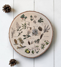 Runde Vintage-Holzscheibe aus Paulownia mit echter Rinde auf weißem Holzboden. Bedruckt mit 13 nummerierten botanischen Illustrationen von Waldpflanzen, Sträuchern und Zapfen wie Walderdbeere, Kiefer und Fichte im naturkundlichen Stil.