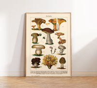 Dieses Vintage-Poster von genießbaren Pilzen ist eine gezeichnete von ca. 1900 und zeigt giftige, heimische Pilze.