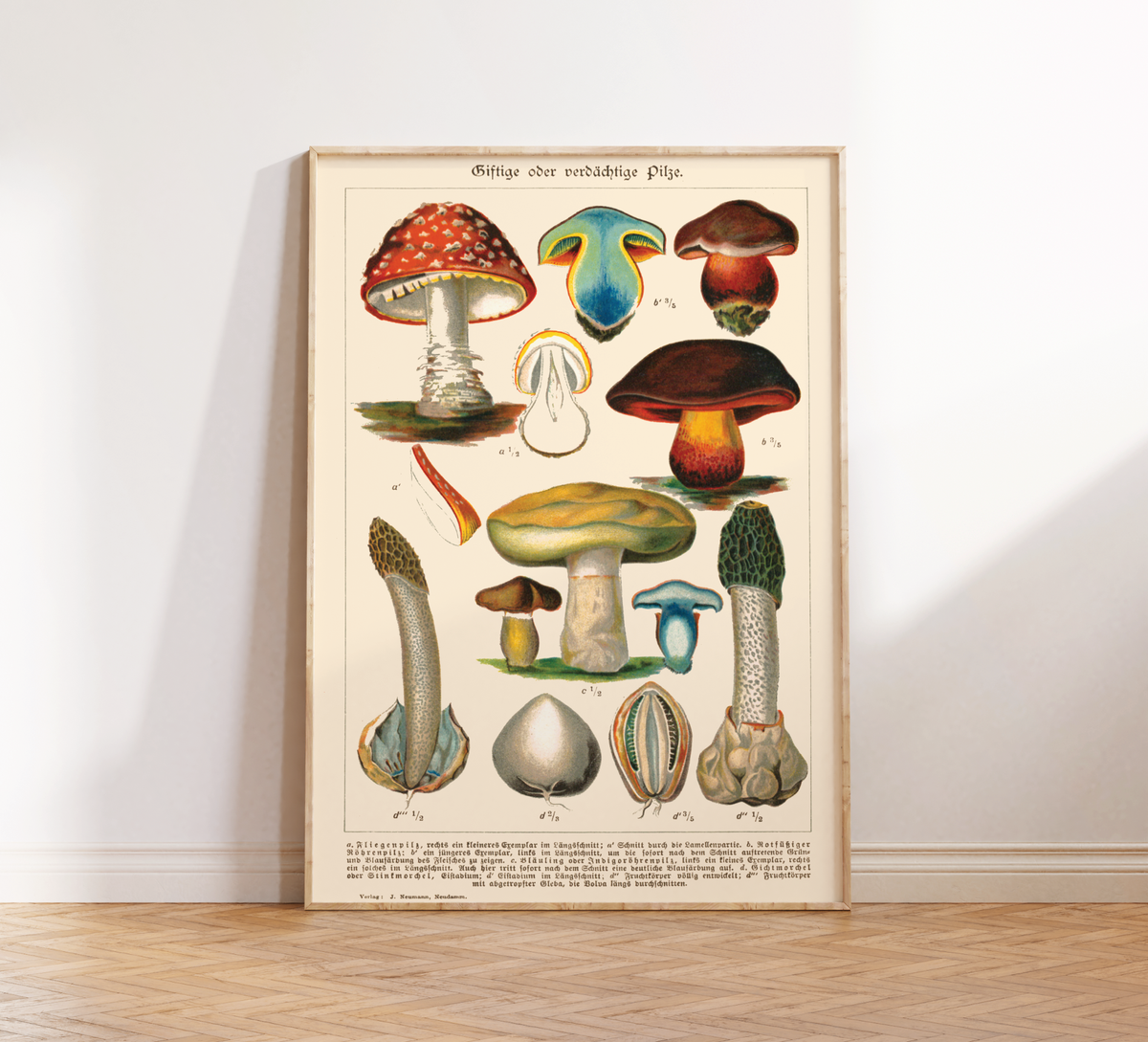 Dieses Vintage-Poster von giftigen Pilzen ist eine gezeichnete von ca. 1900 und zeigt giftige, heimische Pilze.