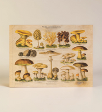 Vintage-Bild auf Birkensperrholz im Format 30x40 cm von genießbaren Pilzen mit gezeichnete Illustration/ Chromolithographie von ca. 1900. Optional mit Aufhängung oder Staffelei.
