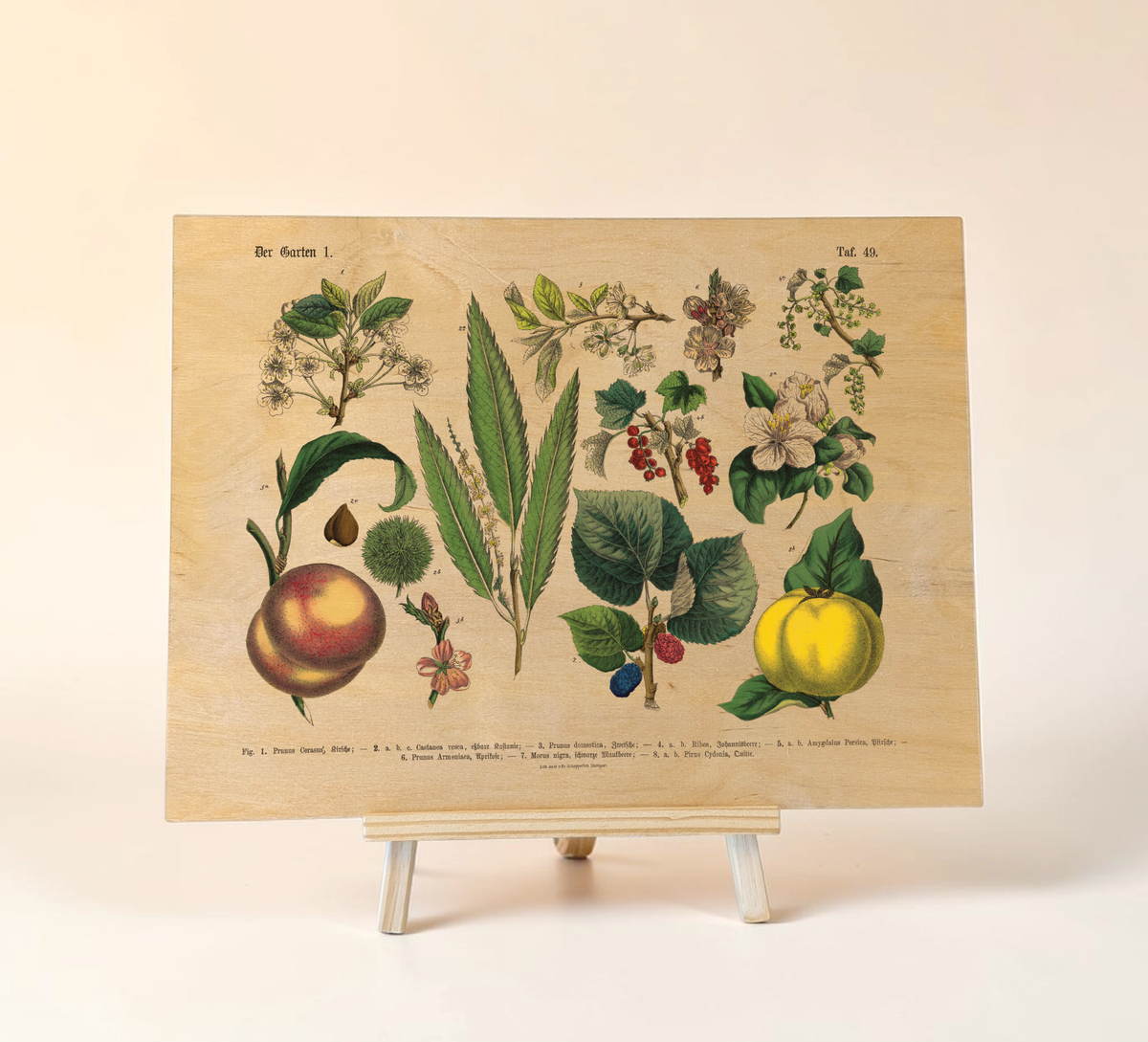 Vintage botanische Illustration „Der Garten“ gedruckt auf einer 9mm dicken Birkensperrholzplatte im Format 30x40 cm, präsentiert auf einer kleinen Holzstaffelei vor weißem Hintergrund.