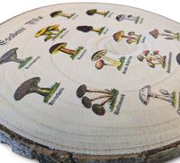 Rustikale Paulownia-Holzscheibe mit Rinde, bedruckt mit historischen Illustrationen essbarer Pilze und altdeutschen Namen im Vintage-Botanik-Stil auf hellem Holz.