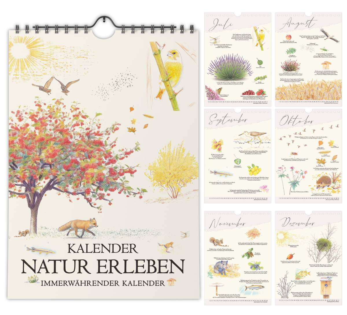 Immerwährender A4 Wandkalender mit naturgetreuen Zeichnungen von Tieren und Pflanzen, schwarzer Spiralbindung und einem Kalendarium, das die phänologischen Jahreszeiten erklärt.