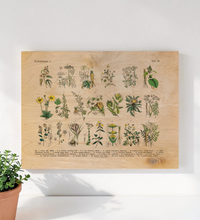 Vintage Holz-Bild mit botanischer Illustration von Kräutern und Arzneipflanzen aus dem 19. Jahrhundert, gedruckt auf 3mm dickem Birkensperrholz inklusive Wandanhänger.