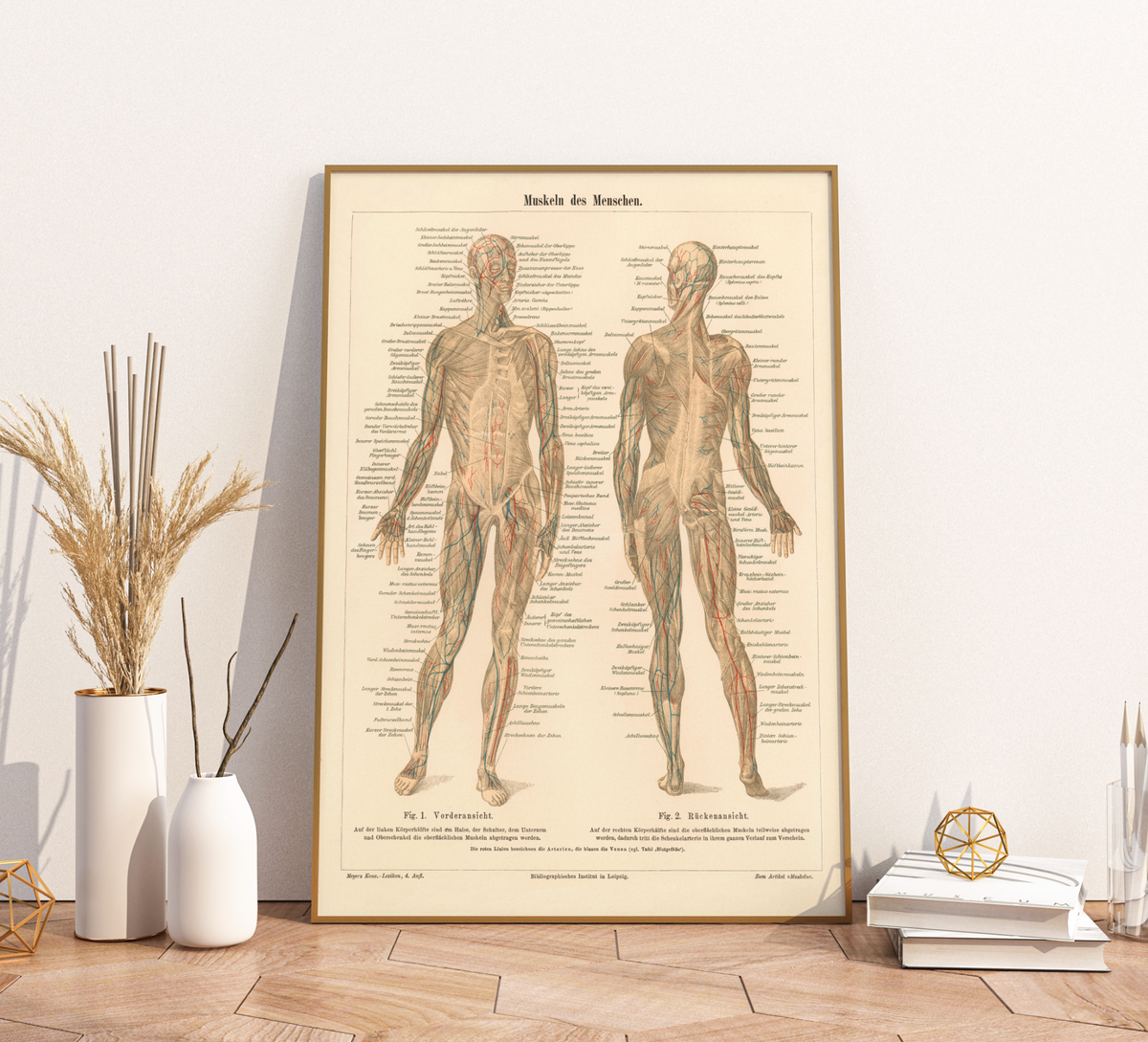 Das Anatomie Poster der Muskeln des Menschen ist eine Vintage Lithographie aus Meyers Koversations-Lexikon aus dem Jahr 1890.