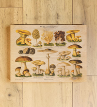 Vintage-Bild auf Birkensperrholz im Format 30x40 cm von genießbaren Pilzen mit gezeichnete Illustration/ Chromolithographie von ca. 1900. Optional mit Aufhängung oder Staffelei.