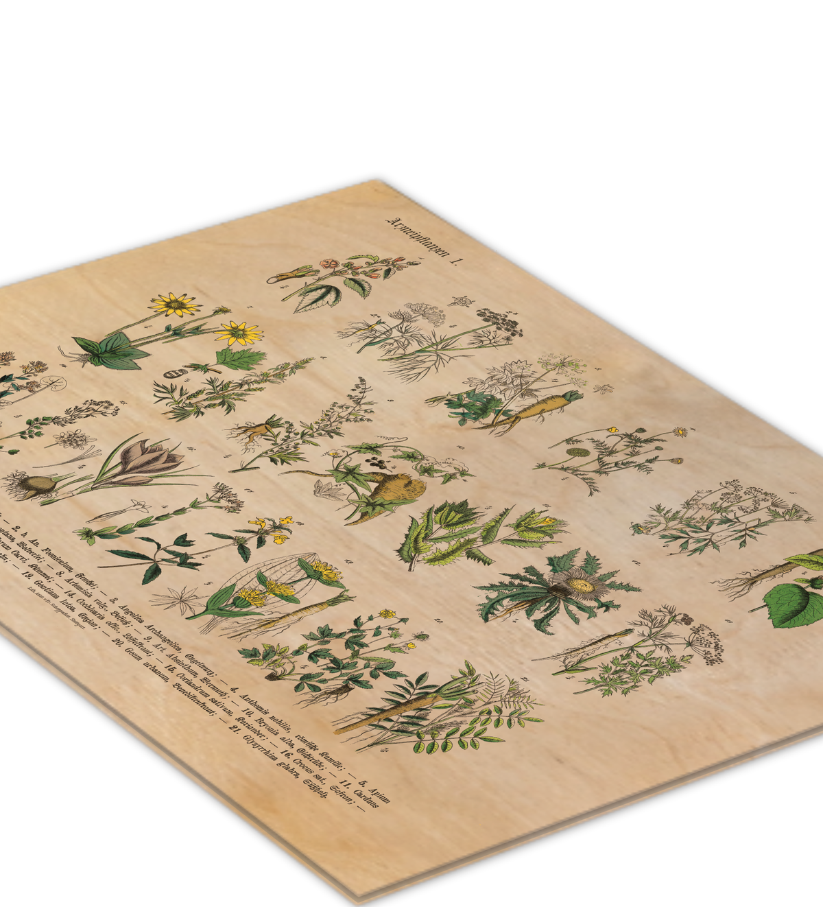 Vintage Holz-Bild mit botanischer Illustration von Kräutern und Arzneipflanzen aus dem 19. Jahrhundert, gedruckt auf 3mm dickem Birkensperrholz inklusive Wandanhänger.