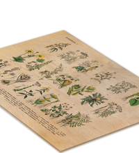 Vintage Holz-Bild mit botanischer Illustration von Kräutern und Arzneipflanzen aus dem 19. Jahrhundert, gedruckt auf 3mm dickem Birkensperrholz inklusive Wandanhänger.