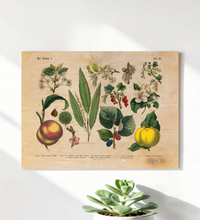 Vintage botanische Illustration „Der Garten“ gedruckt auf einer 9mm dicken Birkensperrholzplatte im Format 30x40 cm, präsentiert auf einer kleinen Holzstaffelei vor weißem Hintergrund.