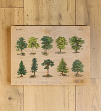 Botanische Wald-Illustration als UV-Direktdruck auf einer 9mm starken Birkenholzplatte. Die natürliche Holzmaserung scheint durch das Vintage-Baummotiv hindurch.