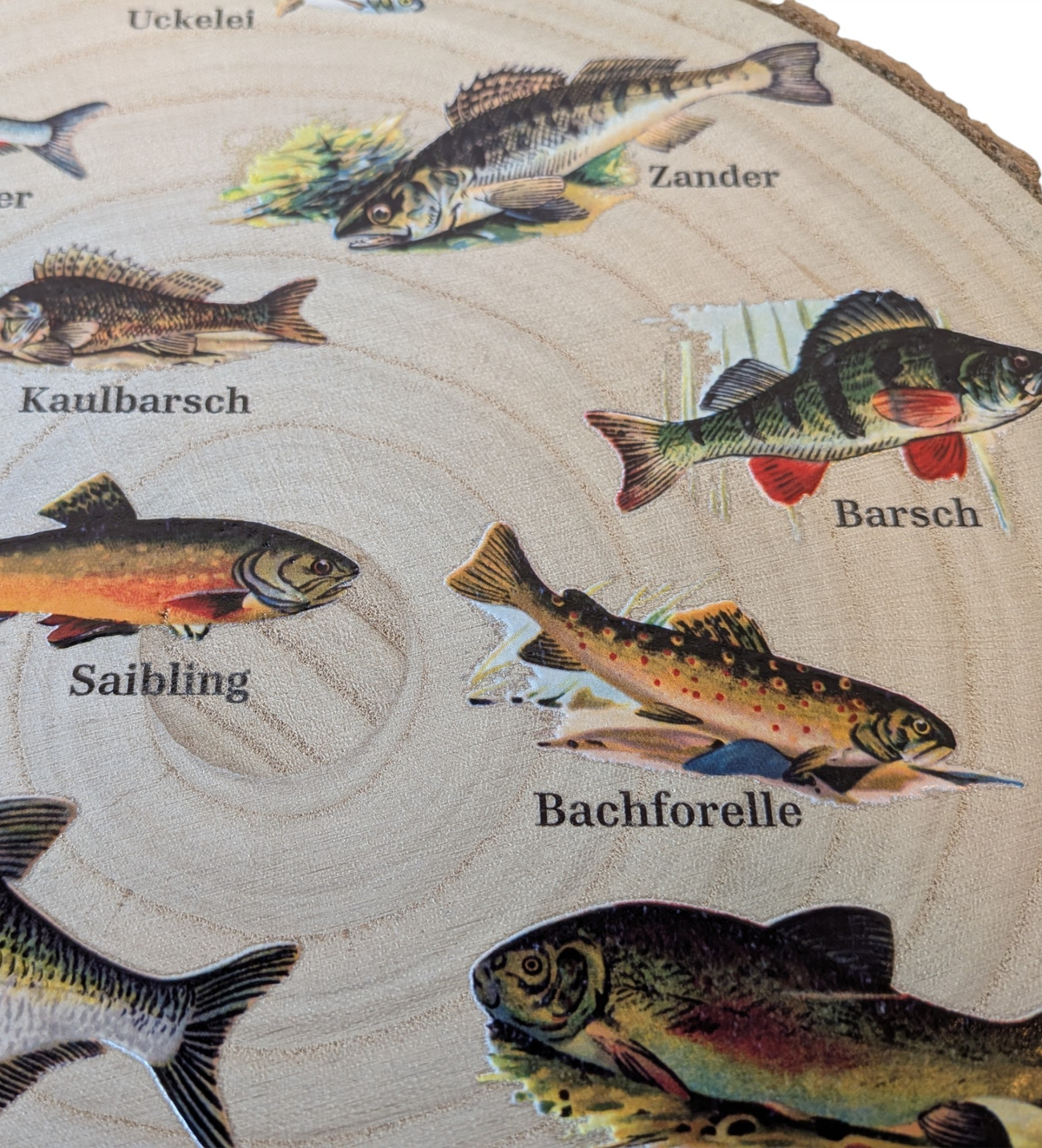 Runde Wanddekoration aus hellem Paulownia-Holz mit echter Rinde. Die Holzscheibe zeigt einen kreisförmigen, farbigen UV-Druck mit 12 detailreichen Vintage-Illustrationen von heimischen Süßwasserfischen wie Hecht und Forelle aus der Zeit um 1900. In der Mitte steht der geschwungene Schriftzug "Unsere Fische". Der Druck besitzt ein fühlbares 0,3 mm Relief.