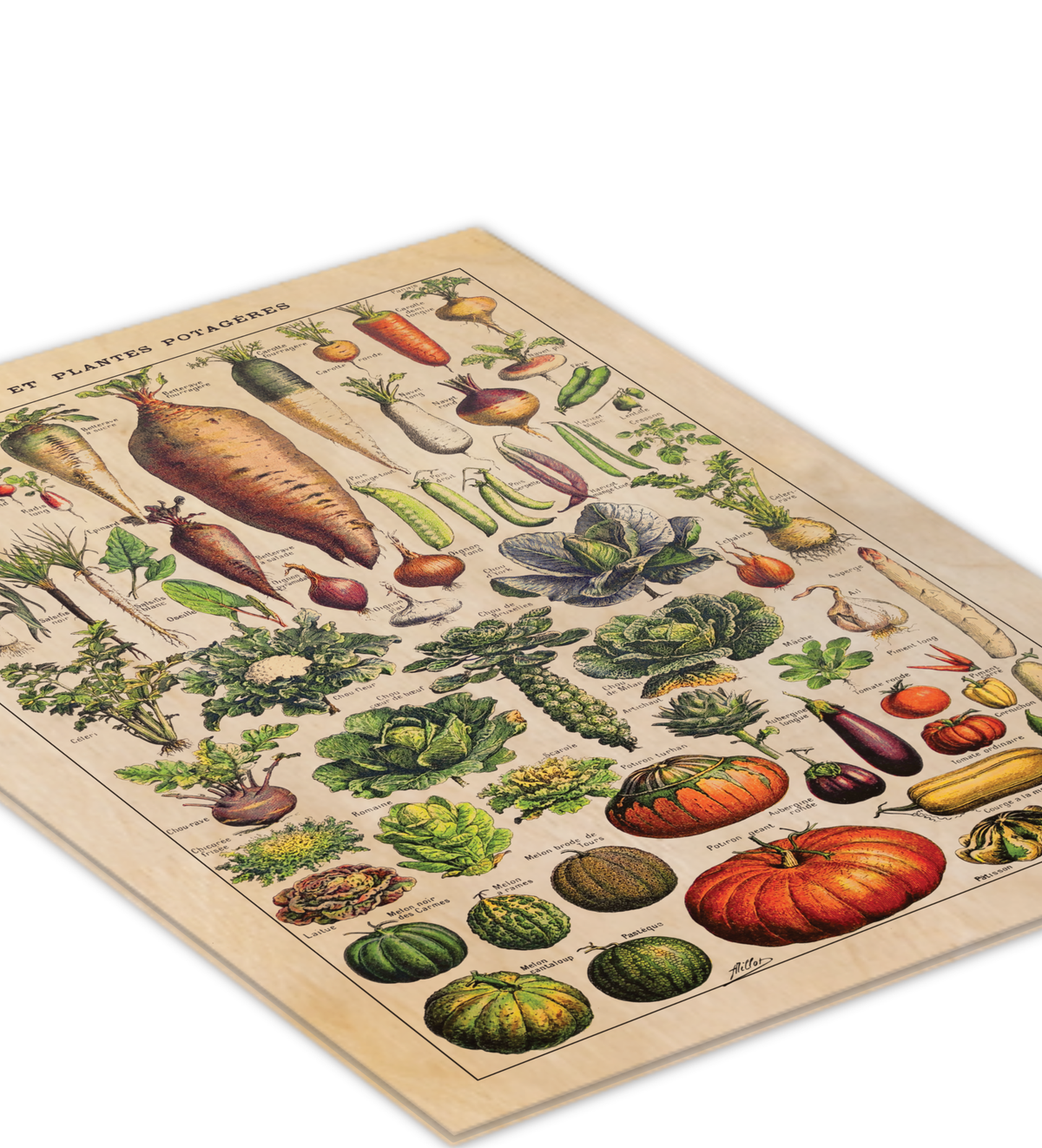 Vintage Küchenbild – Saisonales Gemüse | Botanische Illustration nach Adolphe Millot 30x40 cm auf 9mm Birkensperrholz