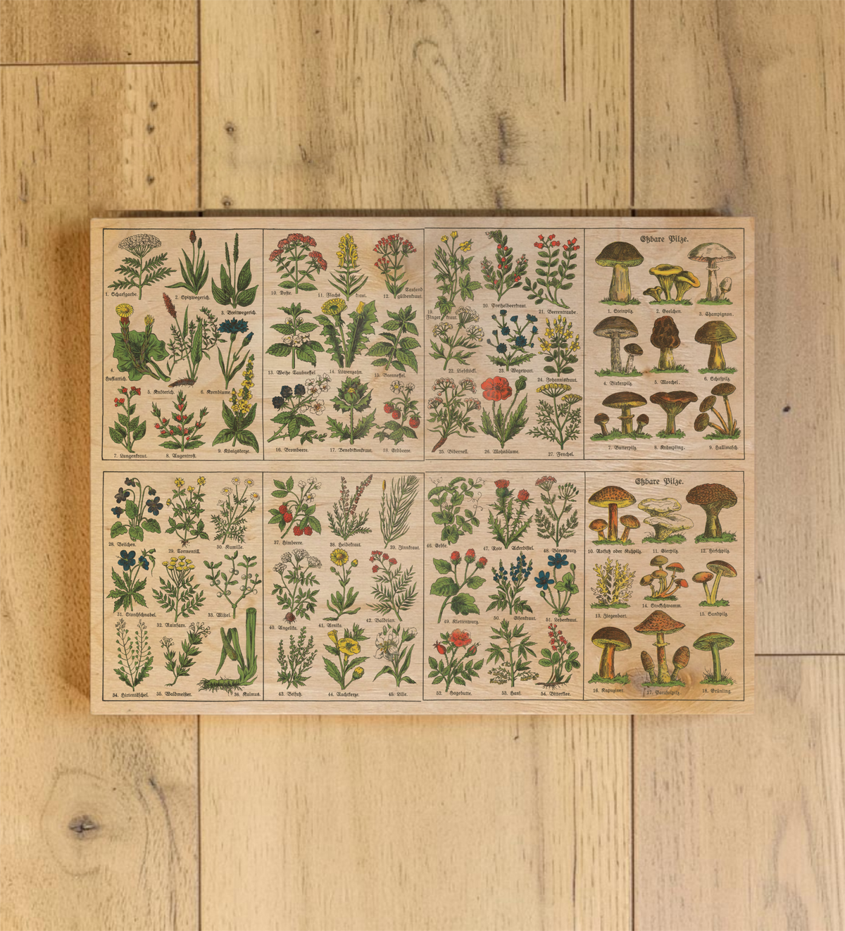 Vintage-Illustration auf einer Holzplatte: Eine botanische Lehrtafel aus den 1920er Jahren mit verschiedenen beschrifteten Kräutern und essbaren Pilzen in gedeckten Farben auf hellem Birkensperrholz.