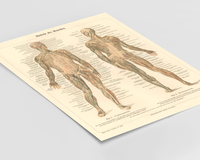 Das Anatomie Poster der Muskeln des Menschen ist eine Vintage Lithographie aus Meyers Koversations-Lexikon aus dem Jahr 1890.
