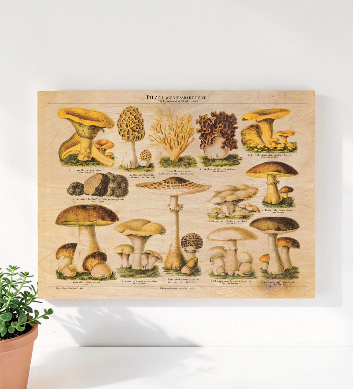 Vintage-Bild auf Birkensperrholz im Format 30x40 cm von genießbaren Pilzen mit gezeichnete Illustration/ Chromolithographie von ca. 1900. Optional mit Aufhängung oder Staffelei.