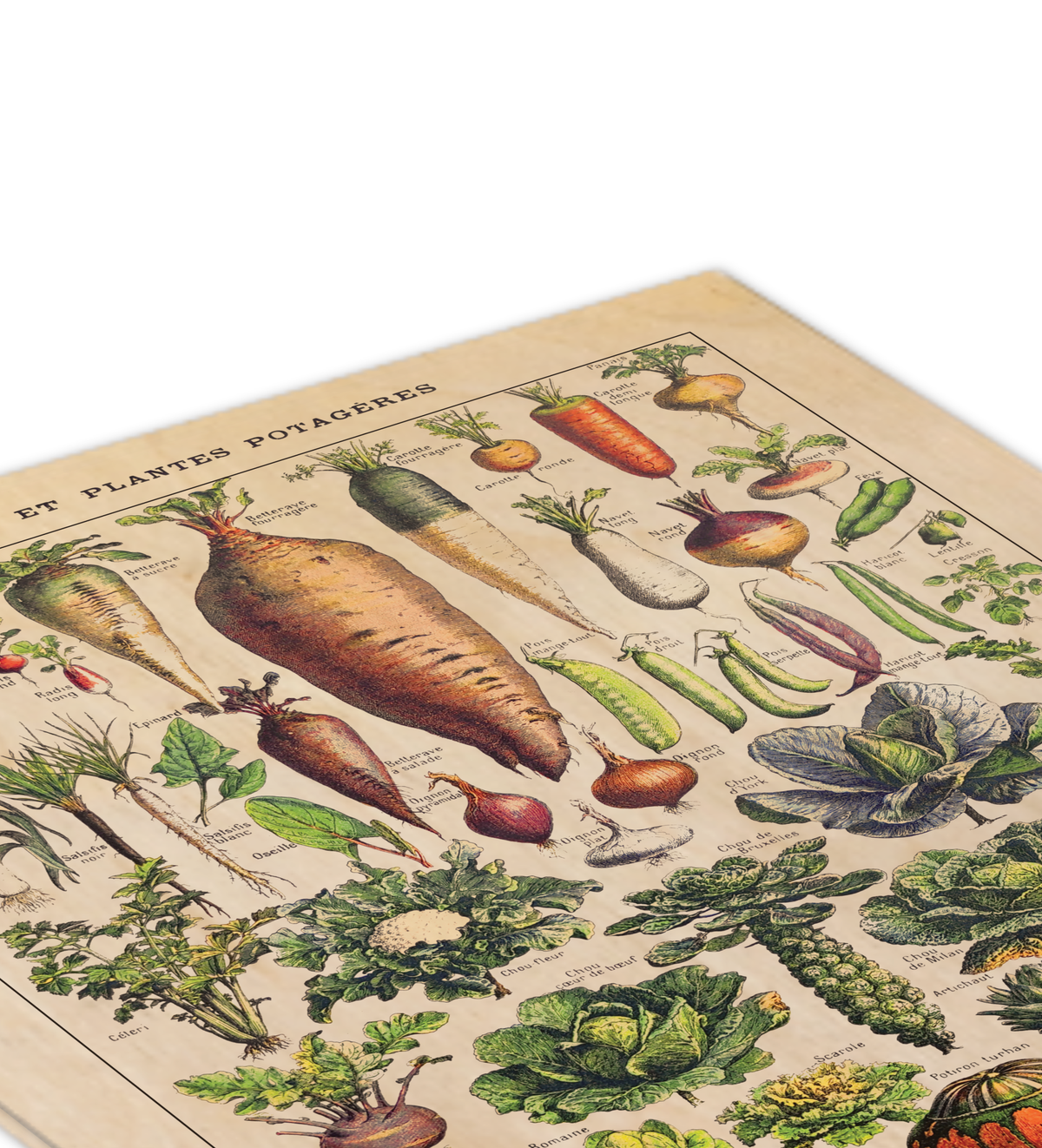 Vintage Küchenbild – Saisonales Gemüse | Botanische Illustration nach Adolphe Millot 30x40 cm auf 9mm Birkensperrholz