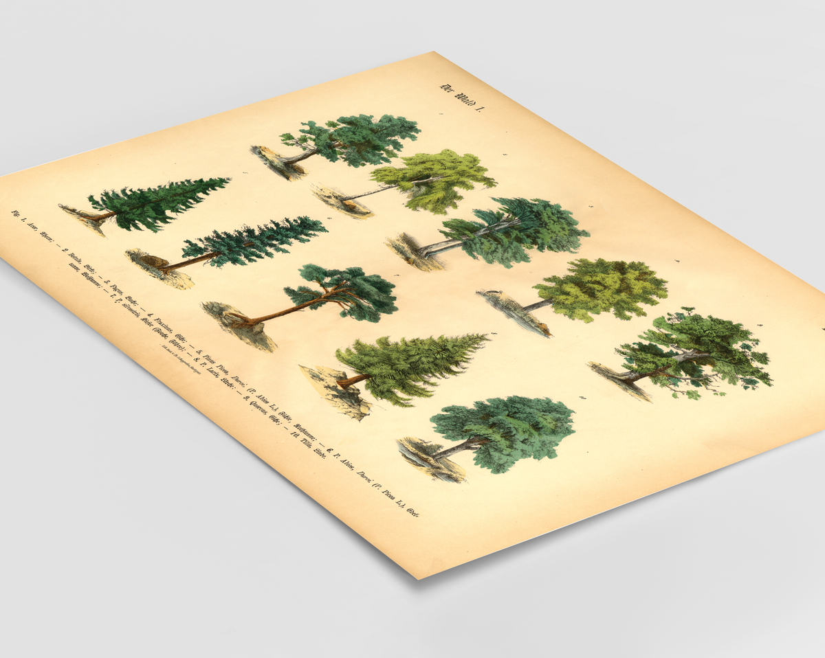 Vintage-Waldposter mit botanischer Baumillustration von 1886 – Fineart-Druck auf 200 g/m² Premium-Papier, ungerahmt, ideal für Wohnzimmer, Arbeitszimmer oder Praxis