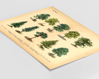 Vintage-Waldposter mit botanischer Baumillustration von 1886 – Fineart-Druck auf 200 g/m² Premium-Papier, ungerahmt, ideal für Wohnzimmer, Arbeitszimmer oder Praxis