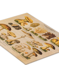 Vintage-Bild auf Birkensperrholz im Format 30x40 cm von genießbaren Pilzen mit gezeichnete Illustration/ Chromolithographie von ca. 1900. Optional mit Aufhängung oder Staffelei.