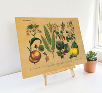 Vintage botanische Illustration „Der Garten“ gedruckt auf einer 9mm dicken Birkensperrholzplatte im Format 30x40 cm, präsentiert auf einer kleinen Holzstaffelei vor weißem Hintergrund.
