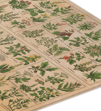 Vintage-Illustration auf einer Holzplatte: Eine botanische Lehrtafel aus den 1920er Jahren mit verschiedenen beschrifteten Kräutern und essbaren Pilzen in gedeckten Farben auf hellem Birkensperrholz.