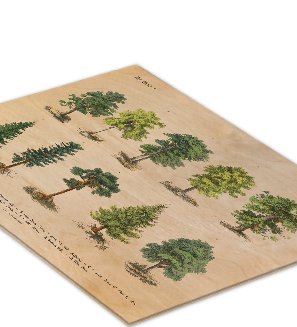 Botanische Wald-Illustration als UV-Direktdruck auf einer 9mm starken Birkenholzplatte. Die natürliche Holzmaserung scheint durch das Vintage-Baummotiv hindurch.